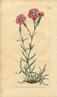 1804ǯ Curtis Botanical Magazine No.795 ʥǥ ʥǥ° DIANTHUS CAUCASEUS