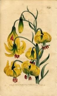 1804ǯ Curtis Botanical Magazine No.798  ° LILIUM POMPONIUM