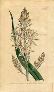 1804ǯ Curtis Botanical Magazine No.799 ĥܥ ĥܥ° ASPHODELUS RAMOSUS