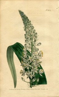 1805ǯ Curtis Botanical Magazine No.805  ֥° ORNITHOGALUM CAUDATUM