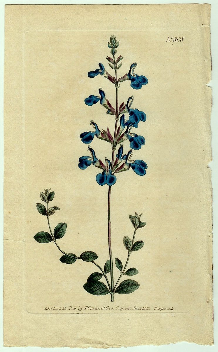 1805年 Curtis Botanical Magazine No.808 シソ科 アキギリ属 ジャーマンダーセージ Salvia  chamaedrioides サルビア - アンティークプリント 博物画 ボタニカルアートの通販サイト Spirito di Artigiano