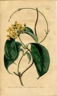 1805ǯ Curtis Botanical Magazine No.809 ȥΥ 륹° MALPIGHIA VOLUBILIS