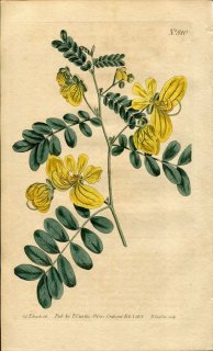 1805ǯ Curtis Botanical Magazine No.810 ޥ å° CASSIA BIFLORA