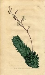 1805ǯ Curtis Botanical Magazine No.814 ĥܥ ϥץ° ALOE VISCOSA ¿ʪ