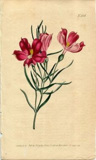 1805ǯ Curtis Botanical Magazine No.818 ɥ ե° CHIRONIA ANGUSTIFOLIA