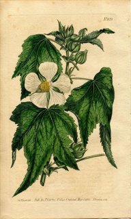 1805ǯ Curtis Botanical Magazine No.821  ٥ꥢ° KITAIBELIA VITIFOLIA