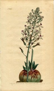 1805ǯ Curtis Botanical Magazine No.822  ɥߥ° DRIMIA ELATA