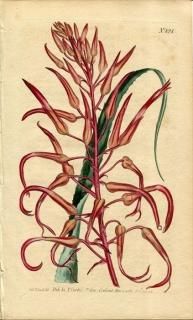 1805ǯ Curtis Botanical Magazine No.824 ѥʥåץ ԥȥ˥° PITCAIRNIA BROMELIAEFOLIA