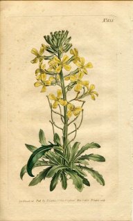1805ǯ Curtis Botanical Magazine No.835 ֥ʲ ° CHEIRANTHUS ARMENIACUS