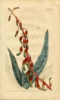 1805ǯ Curtis Botanical Magazine No.837 ĥܥ ƥꥢ° ALOE VERRUCOSA ¿ʪ