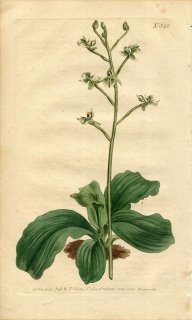 1805ǯ Curtis Botanical Magazine No.842  ݥ° NEOTTIA GLANDULOSA