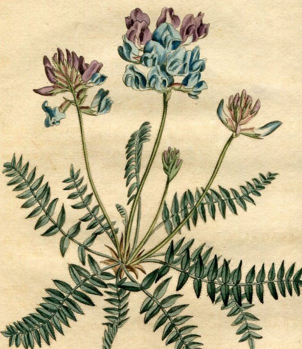 1805年 Curtis Botanical Magazine No.843 マメ科 オヤマノエンドウ属 ASTRAGALUS MONTANUS -  アンティークプリント 博物画 ボタニカルアートの通販サイト Spirito di Artigiano