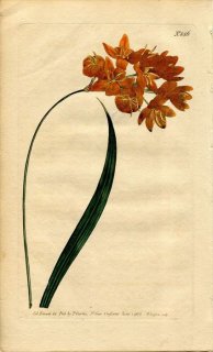 1805ǯ Curtis Botanical Magazine No.846  ° IXIA ERECTA