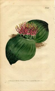 1805ǯ Curtis Botanical Magazine No.848  ޥå˥° MASSONIA LATIFOLIA