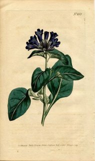 1805ǯ Curtis Botanical Magazine No.852 ʥ ե饤° HYOSCYAMUS PHYSALOIDES