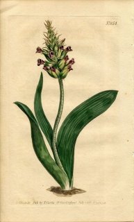1805ǯ Curtis Botanical Magazine No.854  饱ʥꥢ° LACHENALIA ORCHIOIDES