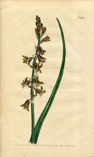 1805ǯ Curtis Botanical Magazine No.859  ǥץǥ° SCILLA SEROTINA