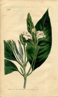 1805年 Curtis Botanical Magazine No.861 キツネノマゴ科 キツネノマゴ属 JUSTICIA ADHATODA