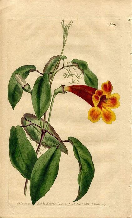 1805年 Curtis Botanical Magazine No 864 ノウゼンカズラ科 ツリガネカズラ Bignonia Capreolata アンティークプリント ボタニカルアート 博物画の通販サイト Spirito Di Artigiano