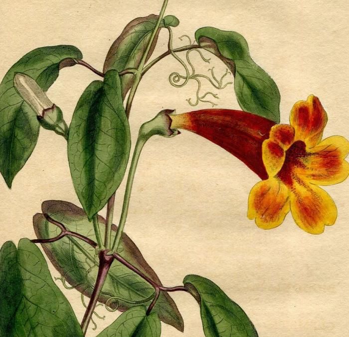 1805年 Curtis Botanical Magazine No 864 ノウゼンカズラ科 ツリガネカズラ Bignonia Capreolata アンティークプリント ボタニカルアート 博物画の通販サイト Spirito Di Artigiano