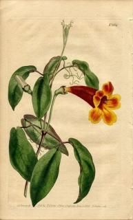 1805ǯ Curtis Botanical Magazine No.864 Υ󥫥 ĥꥬͥ BIGNONIA CAPREOLATA