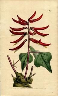 1805ǯ Curtis Botanical Magazine No.877 ޥ ǥ° ERYTHRINA HERBACEA