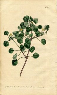 1805ǯ Curtis Botanical Magazine No.883 ȥ 桼եӥ° EUPHORBIA PETIOLARIS
