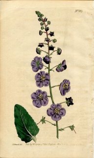 1805ǯ Curtis Botanical Magazine No.885 ޥΥϥ ⥦° VERBASCUM PHOENICEUM