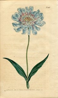 1805ǯ Curtis Botanical Magazine No.886  ޥĥॷ° SCABIOSA CAUCASEA