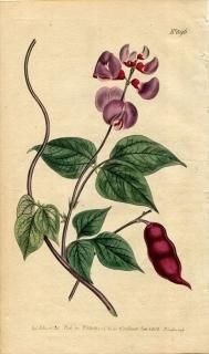 1806ǯ Curtis Botanical Magazine No.896 ޥ եޥ° եޥ DOLICHOS LABLAB