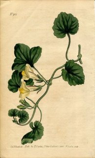 1806ǯ Curtis Botanical Magazine No.902 Х ° ANTIRRHINUM ASARINA