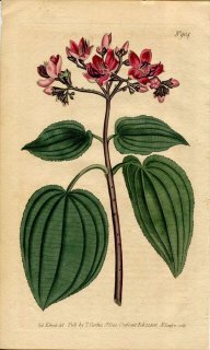 1806ǯ Curtis Botanical Magazine No.904 Υܥ Υܥ° MELASTOMA CORYMBOSA