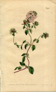 1806ǯ Curtis Botanical Magazine No.906  ե° ZIZIPHORA SERPYLLACEA