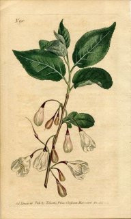 1806ǯ Curtis Botanical Magazine No.910 Υ ϥ쥷° HALESIA TETRAPTERA