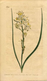 1806ǯ Curtis Botanical Magazine No.914  PHALANGIUM LILIAGO