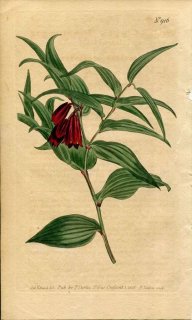 1806ǯ Curtis Botanical Magazine No.916 ̥ե ° ȥ UVULARIA CHINENSIS
