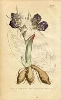植物 - アンティークプリント 博物画 ボタニカルアートの通販