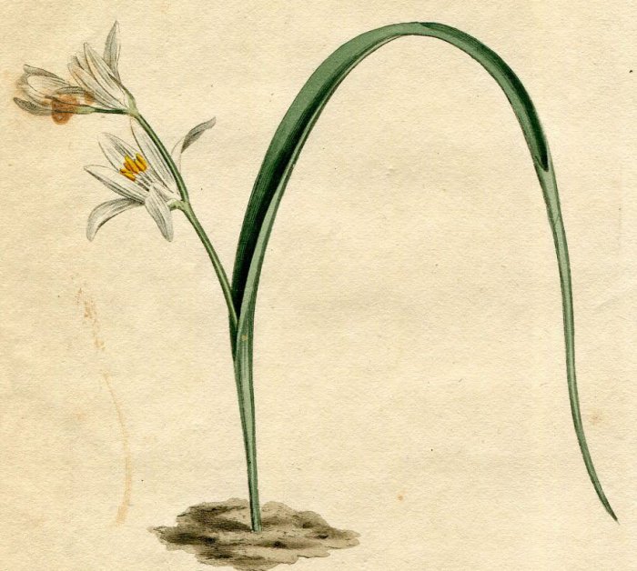 1806年 Curtis Botanical Magazine No.935 キジカクシ科 オオアマナ属 ORNITHOGALUM UNIFOLIUM  - アンティークプリント 博物画 ボタニカルアートの通販サイト Spirito di Artigiano