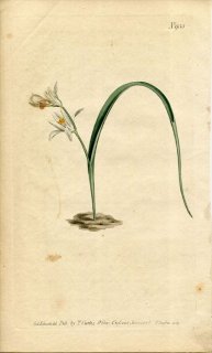 1806ǯ Curtis Botanical Magazine No.935  ޥ° ORNITHOGALUM UNIFOLIUM