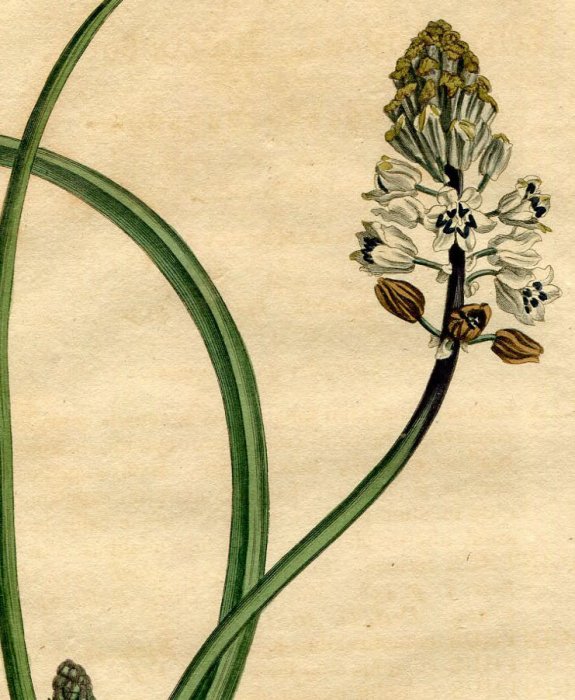 1806年 Curtis Botanical Magazine No.939 キジカクシ科 スキラ属 SCILLA ROMANA -  アンティークプリント 博物画 ボタニカルアートの通販サイト Spirito di Artigiano