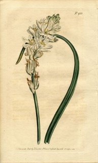 1806ǯ Curtis Botanical Magazine No.953  ޥ° ORNITHOGALUM UNIFOLIUM()