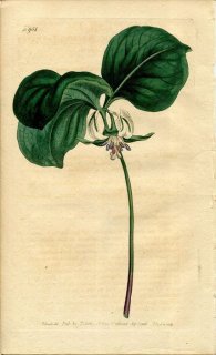 1806ǯ Curtis Botanical Magazine No.954  쥤° TRILLIUM CERNUUM
