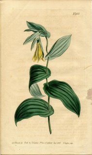1806ǯ Curtis Botanical Magazine No.955 ̥ե ֥ꥢ° UVULARIA PERFOLIATA()