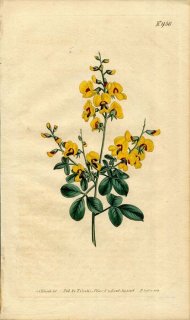 1806ǯ Curtis Botanical Magazine No.958 ޥ GOODIA LOTIFOLIA