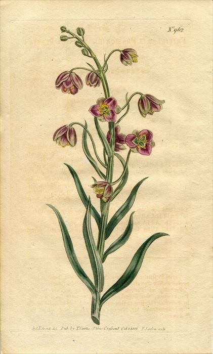 1806年 Curtis Botanical Magazine No.962 ユリ科 バイモ属