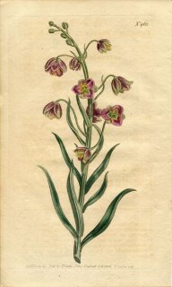 1806ǯ Curtis Botanical Magazine No.962  Х° FRITILLARIA PERSICA()