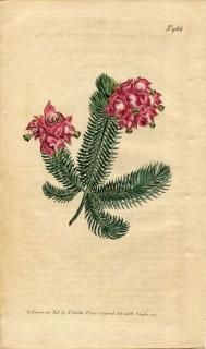 1806ǯ Curtis Botanical Magazine No.966 ĥĥ ꥫ° ERICA ELEGANS