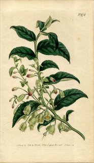 1806ǯ Curtis Botanical Magazine No.974 ĥĥ Υ° VACCINIUM ARCTOSTAPHYLOS