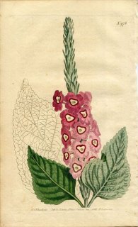 1806ǯ Curtis Botanical Magazine No.976 ޥĥť ե° STACHYTARPHETA MUTABILIS