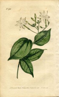 1806ǯ Curtis Botanical Magazine No.980 ⥯ ° JASMINUM SIMPLICIFOLIUM
